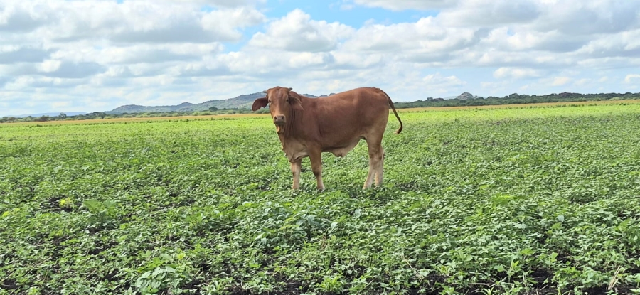 0 Bedroom Property for Sale in Brits Rural North West